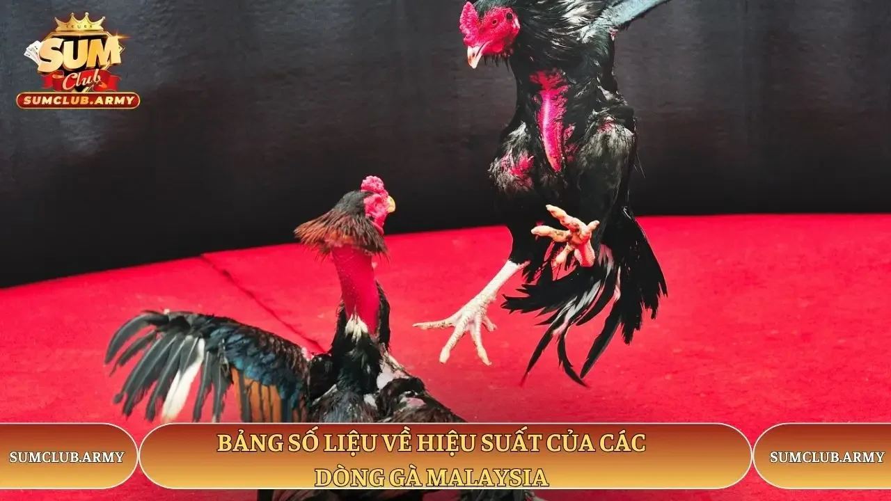 Bảng số liệu về hiệu suất của các dòng gà Malaysia Sumclub