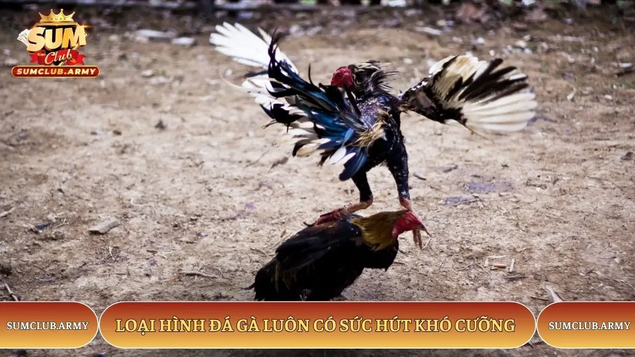 Loại hình đá gà Sumclub luôn có sức hút khó cưỡng